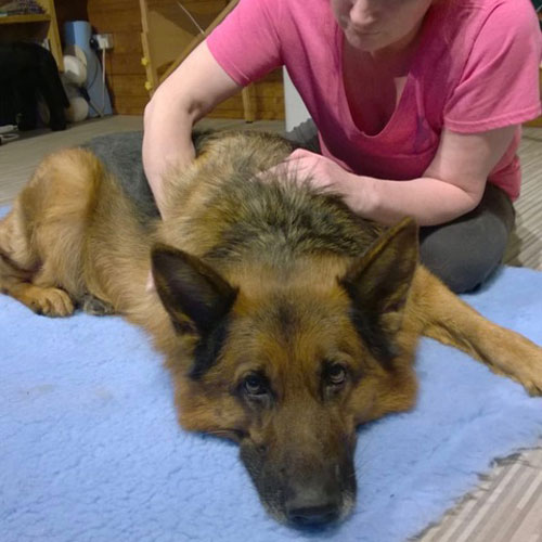 Joey - Canine Massage Treatment