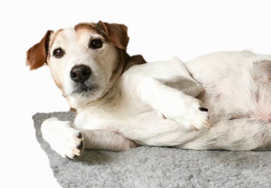 Canine Massage – Changes in Your Dog Canine Massage - Changes in Your Dog