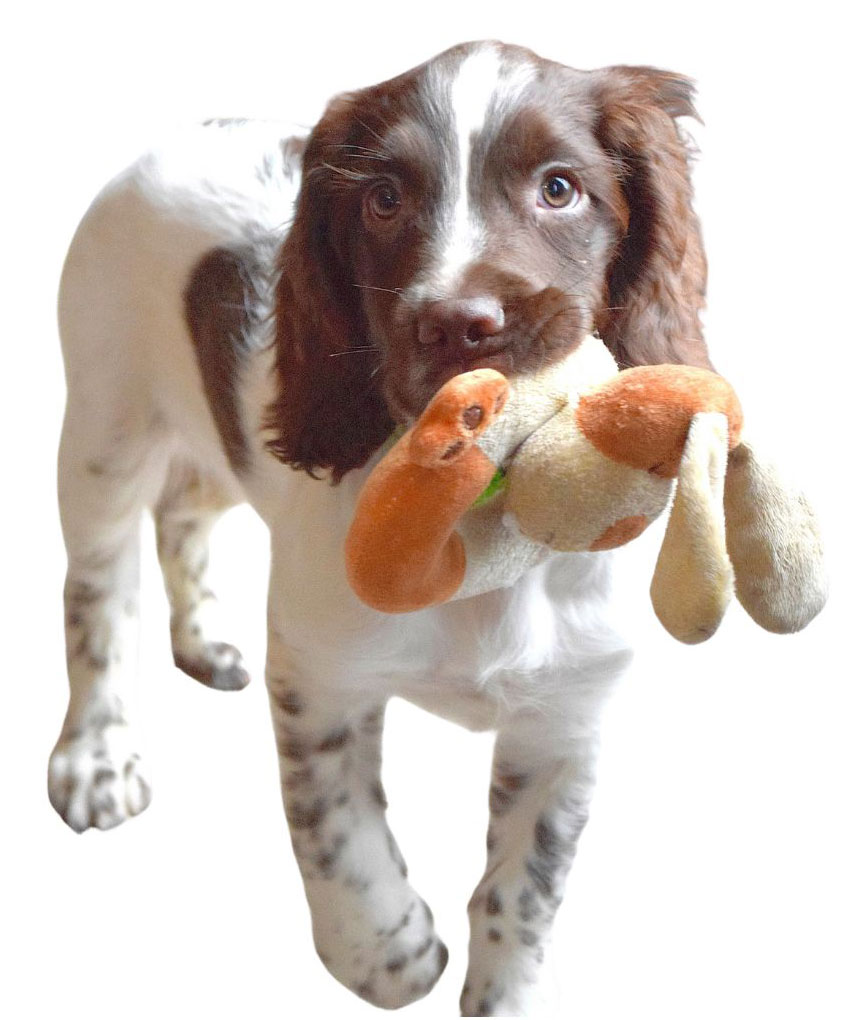 puppy-workshop-1