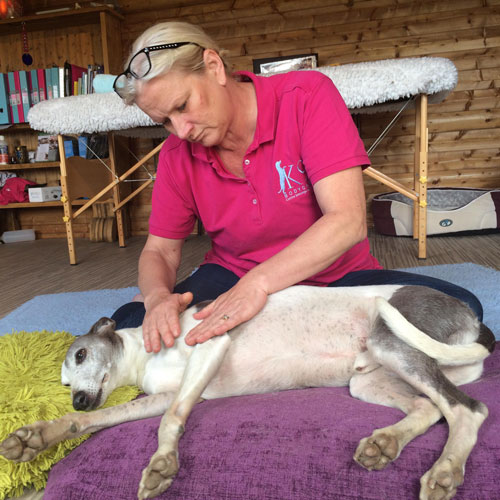 Canine Massage for Postural Correction