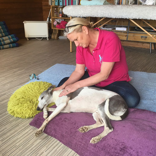 Canine Massage for Postural Correction